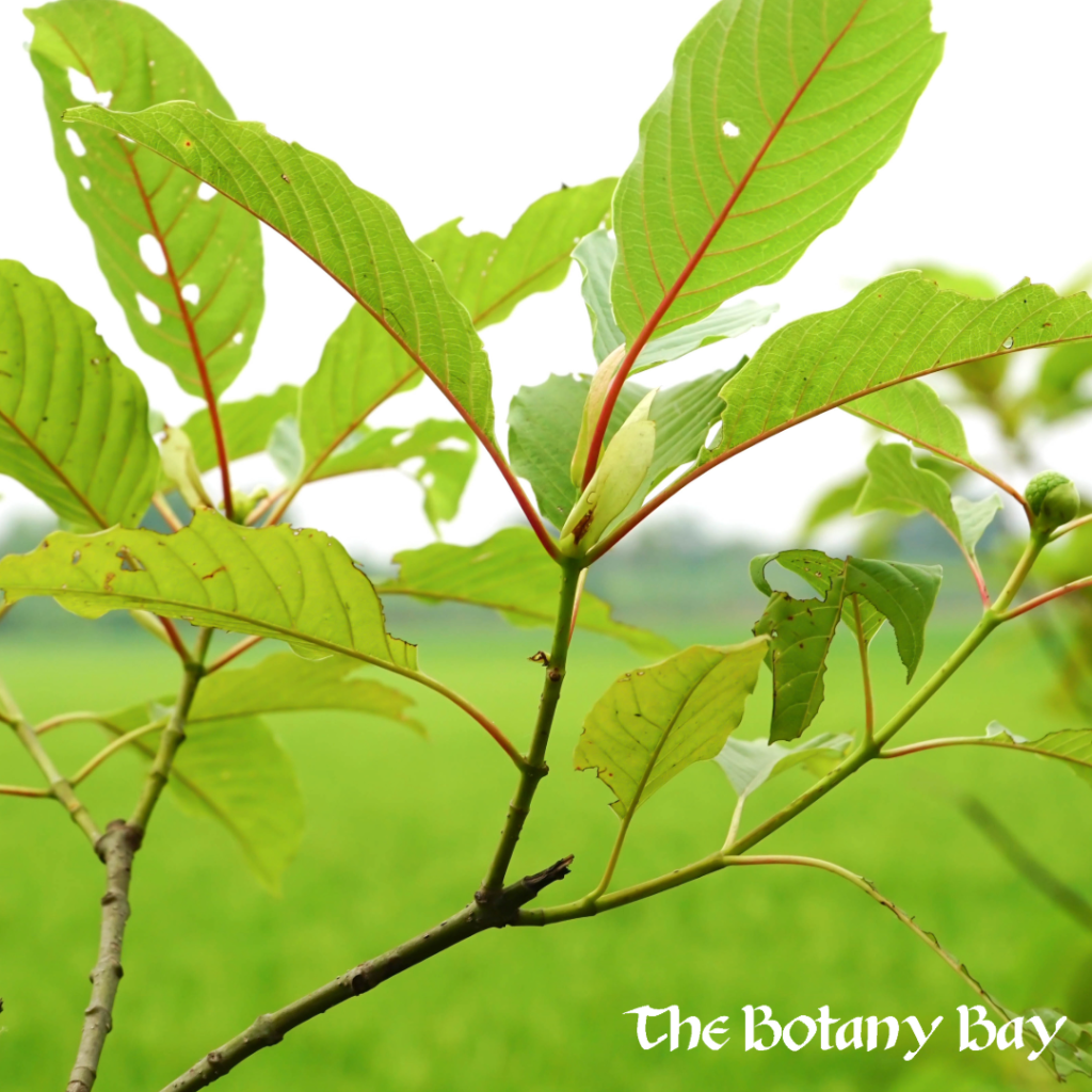 kratom leaves on tree, mitragynine alkaloid