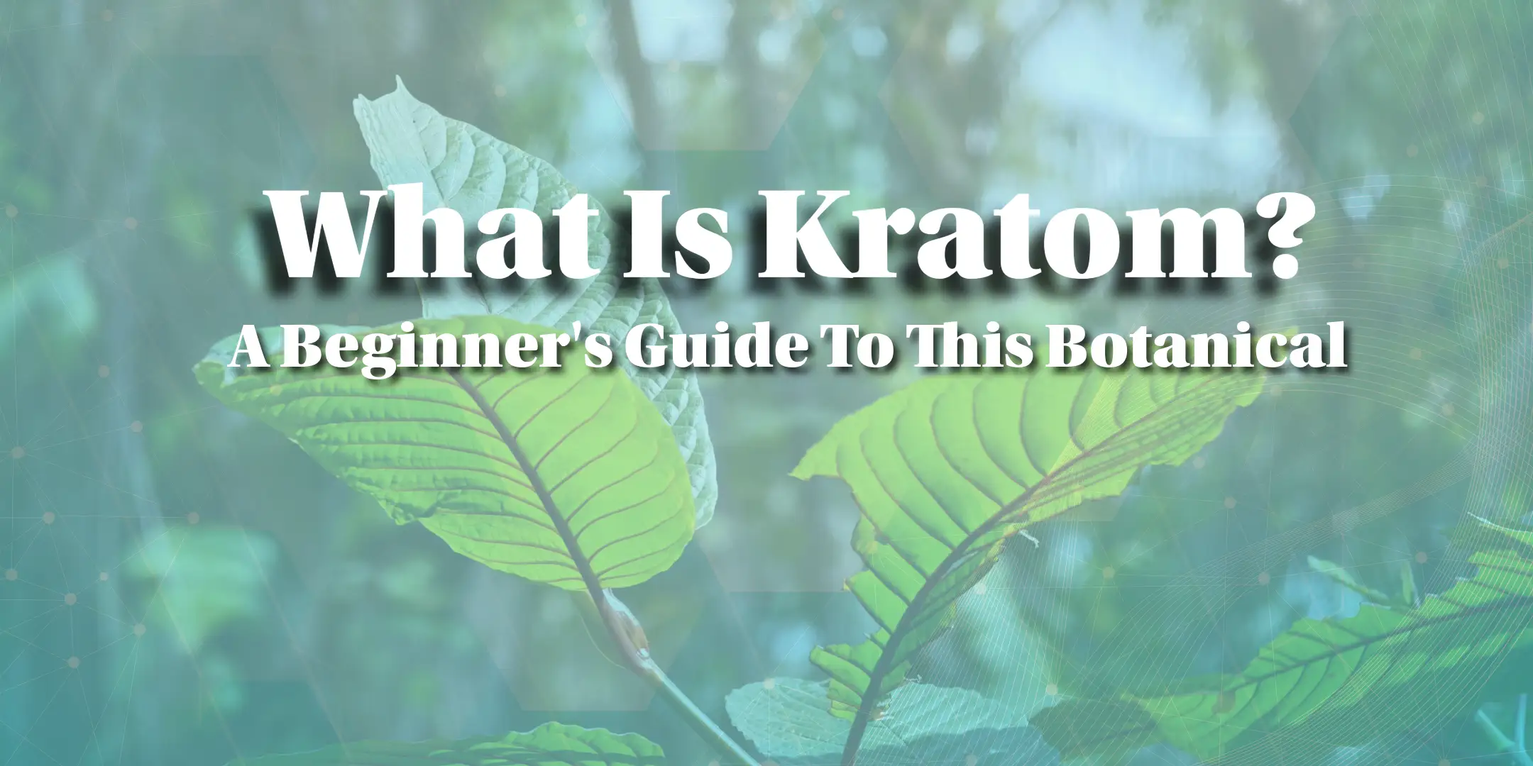 what is kratom, guide to kratom botanical