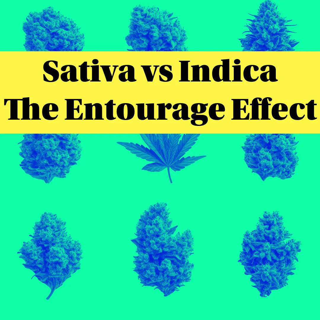 sativa vs indica